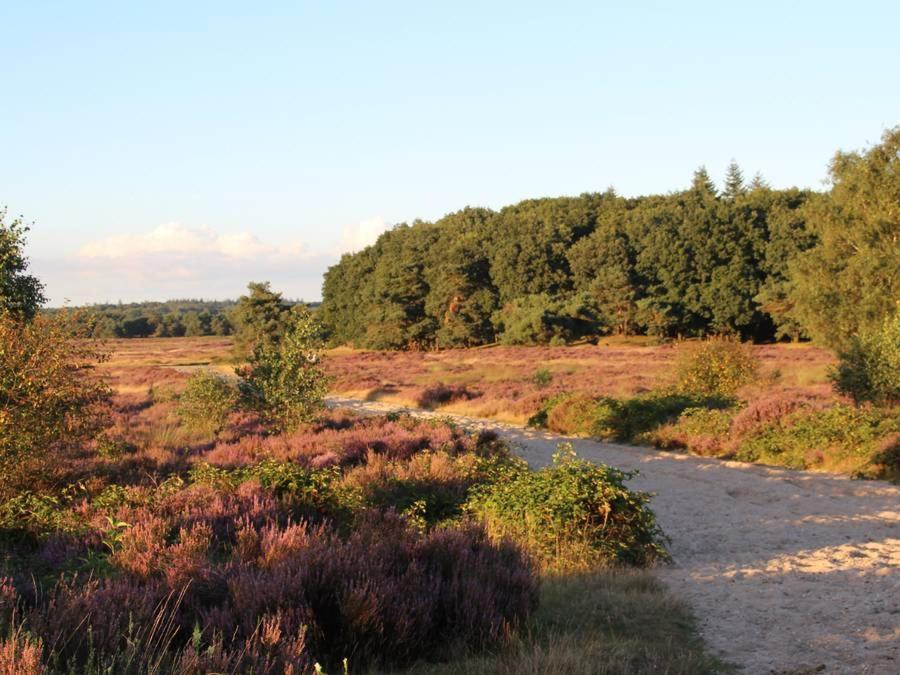Chalet Veluwe Wageningen Villa Eksteriør bilde